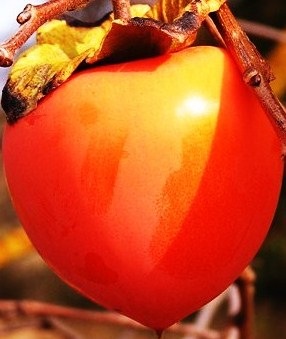 Persimmon tree fruit, in it's full colour radiance.