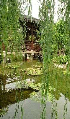 Chinese garden's willow.