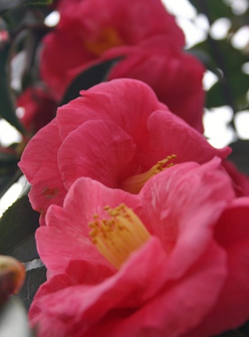 Chinese Hibiscus in bloom - photographed in Portland's  -  "  Chinese Garden of Awakening Orchids,"  by Matthew Haughey.