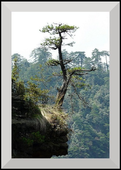 A ' natural cliff hanger,' tree, whose seed probably was dropped in this unexpected position, by birds.