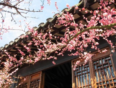 A beautiful image of Plum blossom in the New York Scholar's Garden on Staten Island, taken by Dr. Lin Sing.