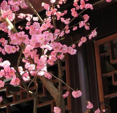 A close-up of the same image of Plum blossoms, taken by Dr. Lin Sing, in the New York Scholar's Garden on Staten Island.