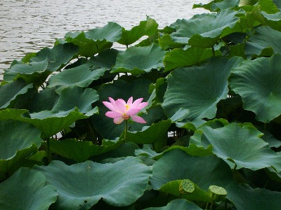 A truly beautiful photographic image of a lotus, which I have aptly titled " Pure Singleness."