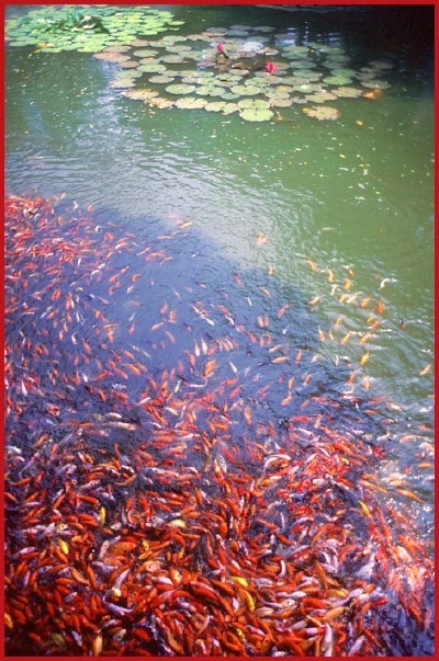 Yu Yin Shan Fang carp and lotus pond.