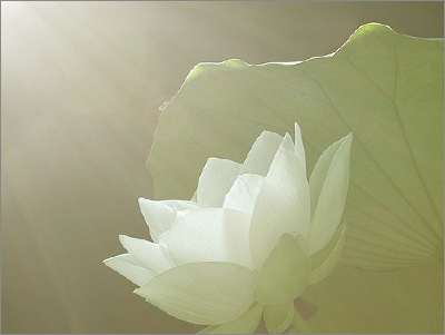 ©Bahman Farzad  lotusflowerimages.com