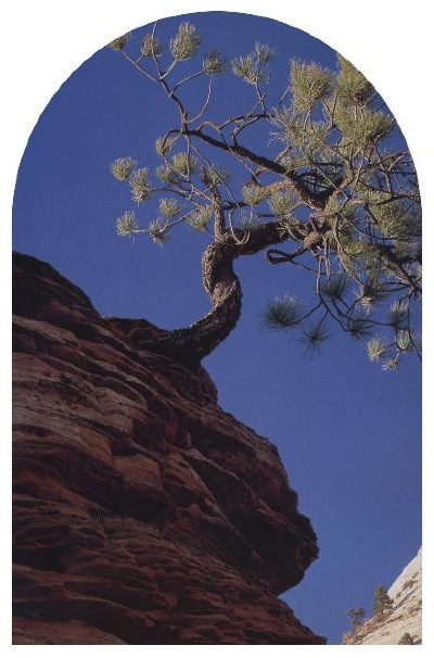 Cliff pine high in the mountains