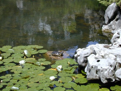 Mr. Turtle, really, couldn't care less; sun bathing himself.