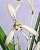 Cymbidium ensifolium  [ Jian Lan ]  Chinese orchid