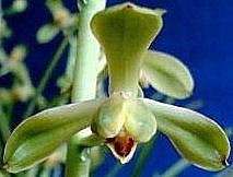 Cymbidium faberi [ Hui Lan ]  Chinese orchid