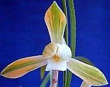 Cymbidium goeringii  [ Chun Lan ]  Chinese orchid