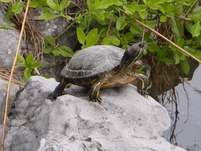 King Turtle, watching from on high.