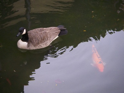 If you can't beat them,why not join them in the open; thinks Duck of Koi-Carp?
