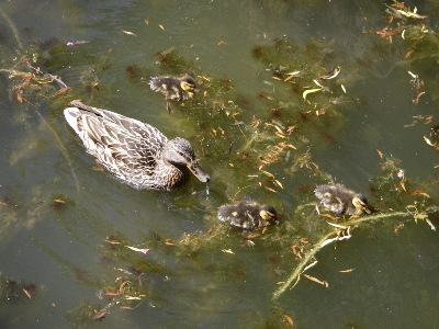 Where are you taking us, mother duck; the wee ducklings start to think?