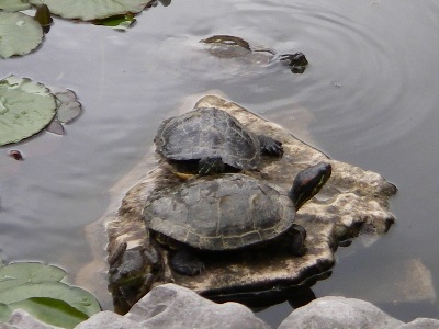 Mr. Turtle is a happy chappy, now; as he is always.