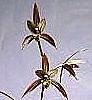 Cymbidium kanran  [ Han Lan ]  Chinese orchid