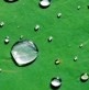 Water-repellent leaves of a Lotus.