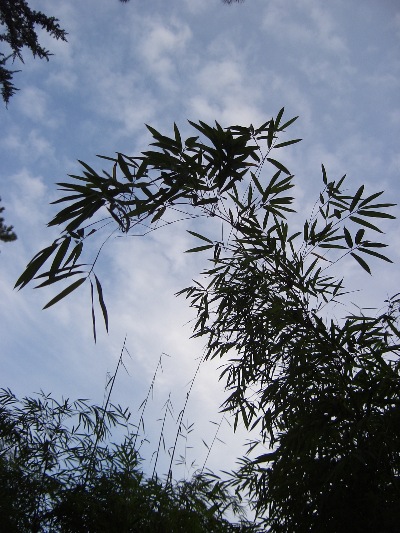 Bamboo silhouetted against the sky.