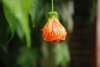 Natural Chinese Garden Lantern - The Chinese flower - Abutilon hybridum.