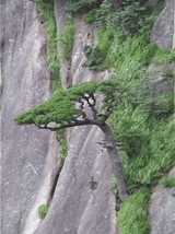 " Huangshan Pine," hanging from a cliff - from Adrien Golinelli of pinetum.org - Arboretum de Villardebelle.