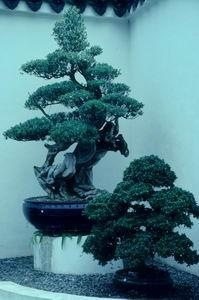 Penjing set against a white background in a corner of  the dedicated Penjing Courtyard at the Jurong Chinese Garden in Singapore