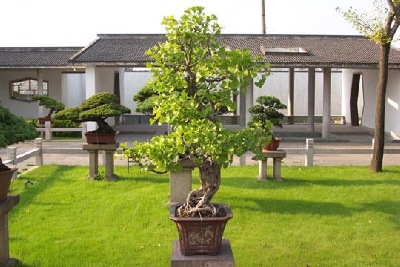 Penjing garden in the Shanghai Botanical Gardens