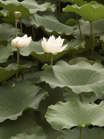 Lotus - Purity of Heart