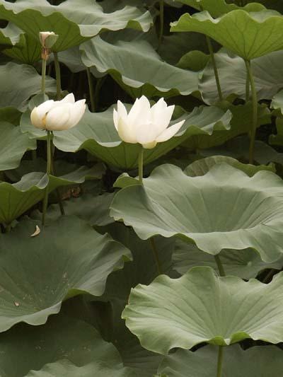 Lotus Purity of Heart