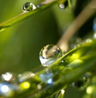 Rain drops on leaves