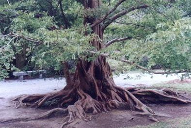 Shui Shan, Chinese Redwood, Water Fir ( Metasequoia )