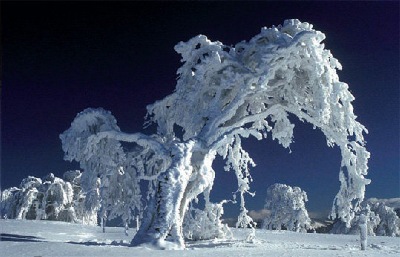 A Fall scene of Snow covered vegetation.