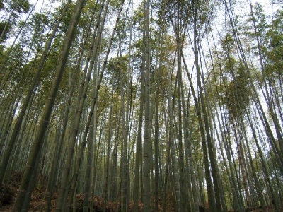 A " Sea of Bamboo," - photo courtesy of Mr. Lulu Gifford via Ms Zhang Jia.