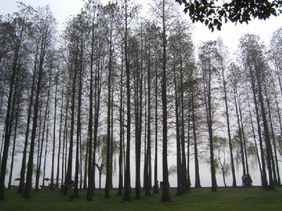 Tall slender tree lined East Lake, China - photo courtesy of Mr. Lulu Gifford via Ms Zhang Jia.