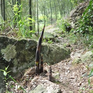 Bamboo Shoots coming up from the ground.