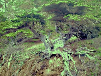 " Old Veteran," Cypress tree at Point Lobos, Monterey Peninsular, California, United States of America.