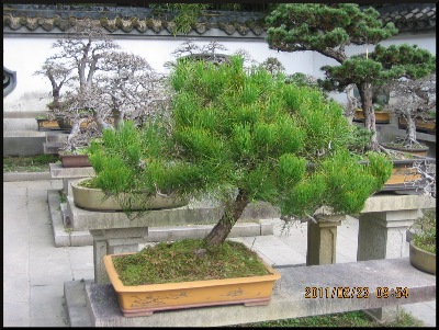 Penjing, having over-wintered in the garden.