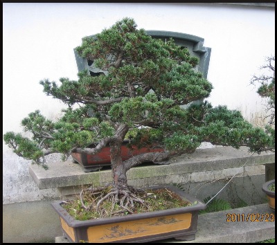 These delightful penjing, are not just here, for ' window dressing.'