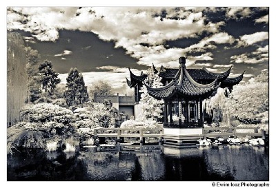 Fall in Portland's Chinese Garden of Awakening Orchids - professionally taken by photographer Evrim Icoz @ a wedding in the garden.