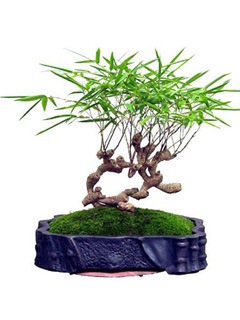 Penjing Bamboo