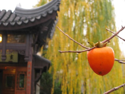 Chinese garden Persimmon