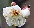 Winter Plum Blossom.