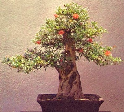 Pomegranate punsai created by the late John. Y Naka.