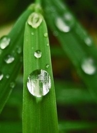 Rain drops on garden leaves.